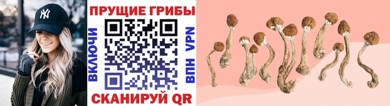 продажа наркотиков  Джанкой  Галлюциногенные грибы Cubensis 